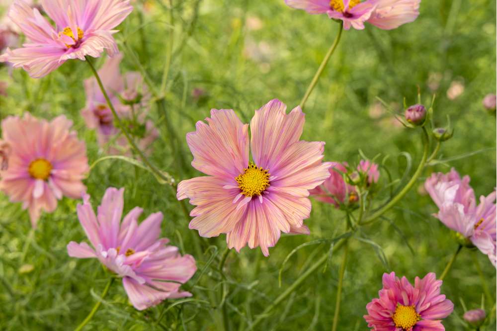 Cosmos 'Apricotta' (frø)